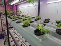 Picture of Hydroponics