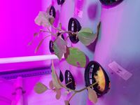 Picture of Hydroponics