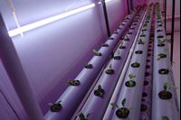 Picture of Hydroponics