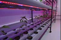 Picture of Hydroponics