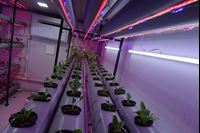 Picture of Hydroponics